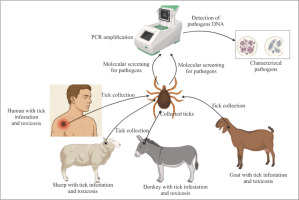 bloodSparasites's tweet image. Toxicosis in human and domestic hosts caused by ixodid #ticks detected with #Anaplasma platys and Hepatozoon ayorgbor dlvr.it/TNR1cB #ActaTropica