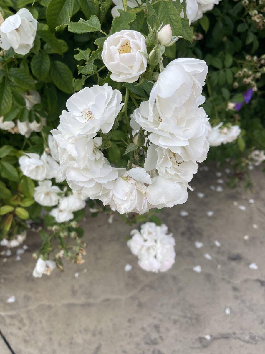 singing
rings of rosies

stuffing pockets
not being nosy

finding the way
to feel
comfortable n cozy

talking
mud in fingers
dirt in hands

plants who love you
grains of sands

bees betting on
butterfly landings

washing willows
beat of the land

crown trees
roots so crammed