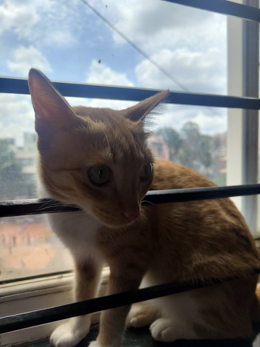 code_sometimes's tweet image. It is real cats are cats 🤩