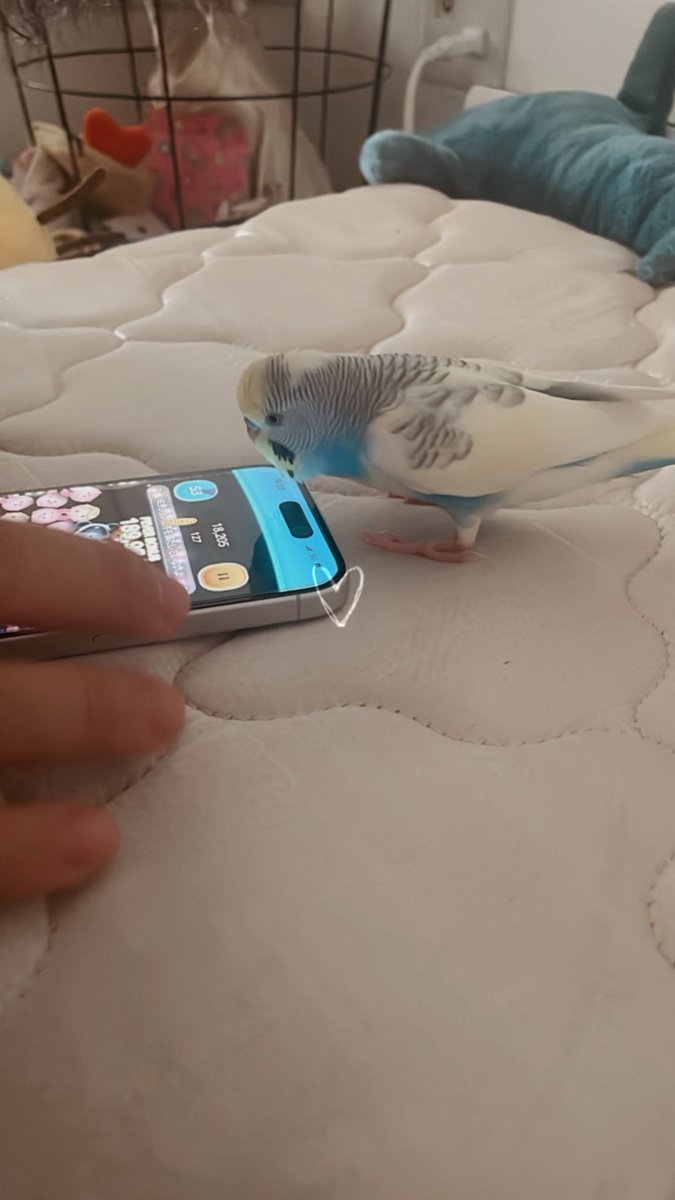 セキセイインコのくぅちゃんを探しています。
千葉県柏市，我孫子市，松戸市の方々見かけた、保護した等些細なことでもご連絡いただけますと幸いです。

何卒宜しくお願いいたします。
#迷子インコ 
#千葉県
#柏市
#我孫子市 
#拡散希望