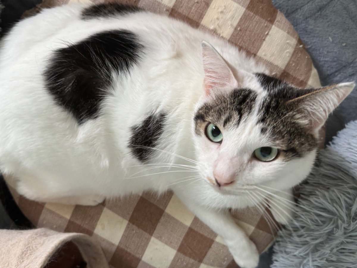 遺棄現場は段々と寒くなって来ました… 
沢山の子達…本当にみんな連れて帰りたいです😔　
どの子も可愛い子達　
どうして行けばいいのか…
住民はいない場所なのに…
色々考えるばかりです
今日も沢山の子達に美味しいご飯🍚を届けれました。ありがとうございました🙇‍♀️ 
#岡山県津山市　#遺棄現場