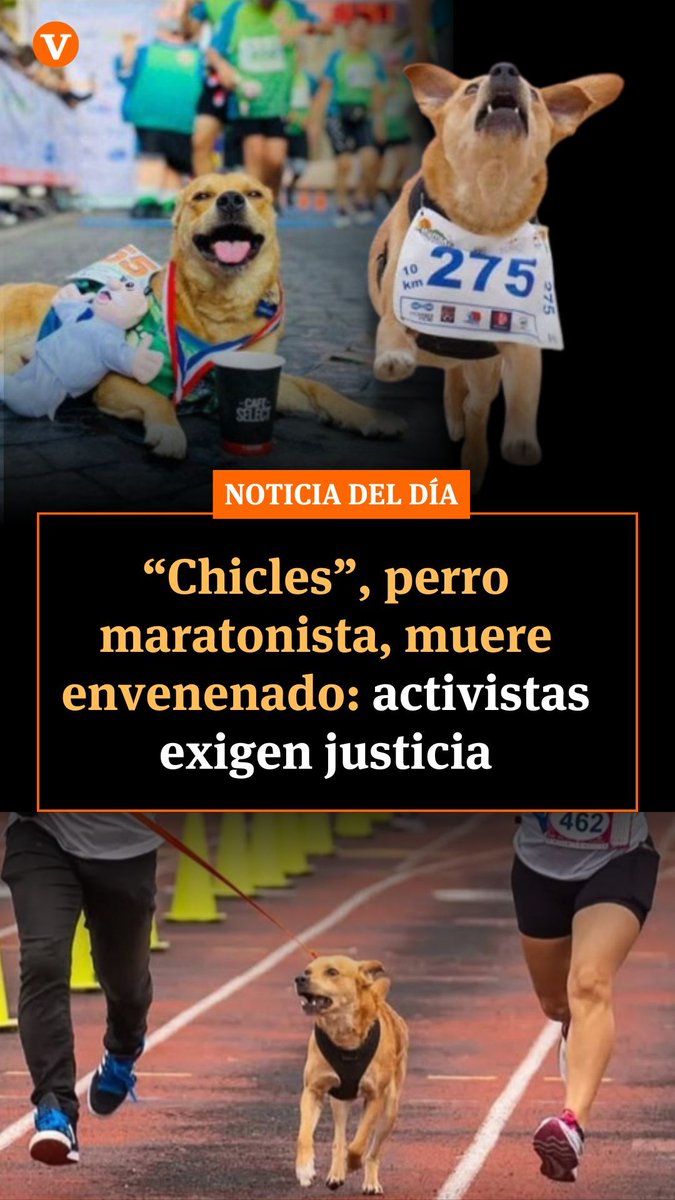 vanguardiamx's tweet photo. 🐶 La comunidad de #Tijuana se encuentra consternada tras la muerte de #Chicles, el perro que se transformó en un emblema de las carreras deportivas locales. 🕊️

Al respecto, muchas organizaciones y activistas se posicionaron en redes con mensajes a través de los cuales exigían justicia por el caso. Señalaron que el acto de envenenar animales es un acto de crueldad que no debe ser tolerado. 😢

🔗 Toda la información en el link de nuestra biografía.

#BreakinNews #México #Información #Noticias #Perritos