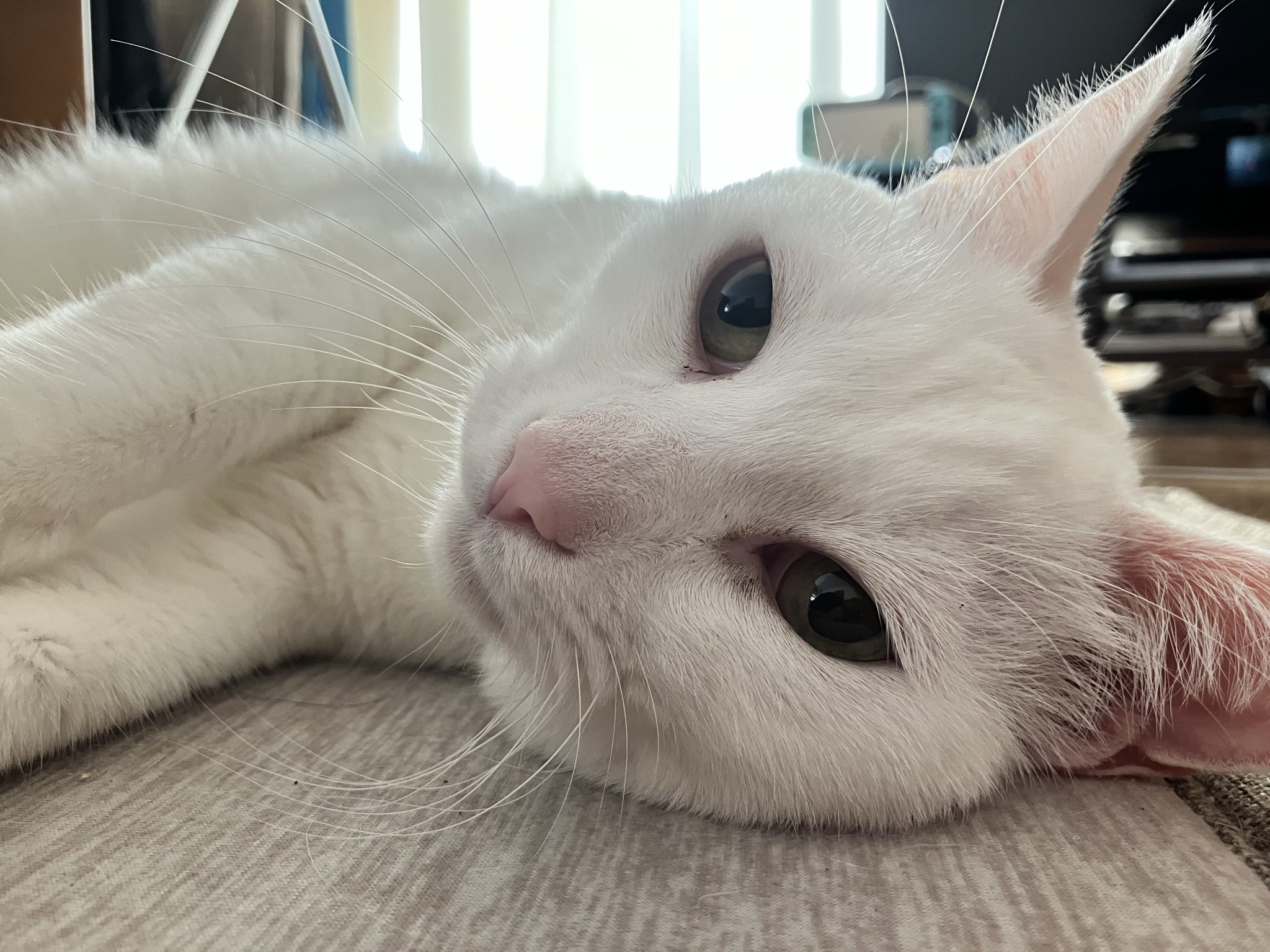 taro様♡専用確認ページです♡ Taro (たろー) ☻ (@e666zzz) / X