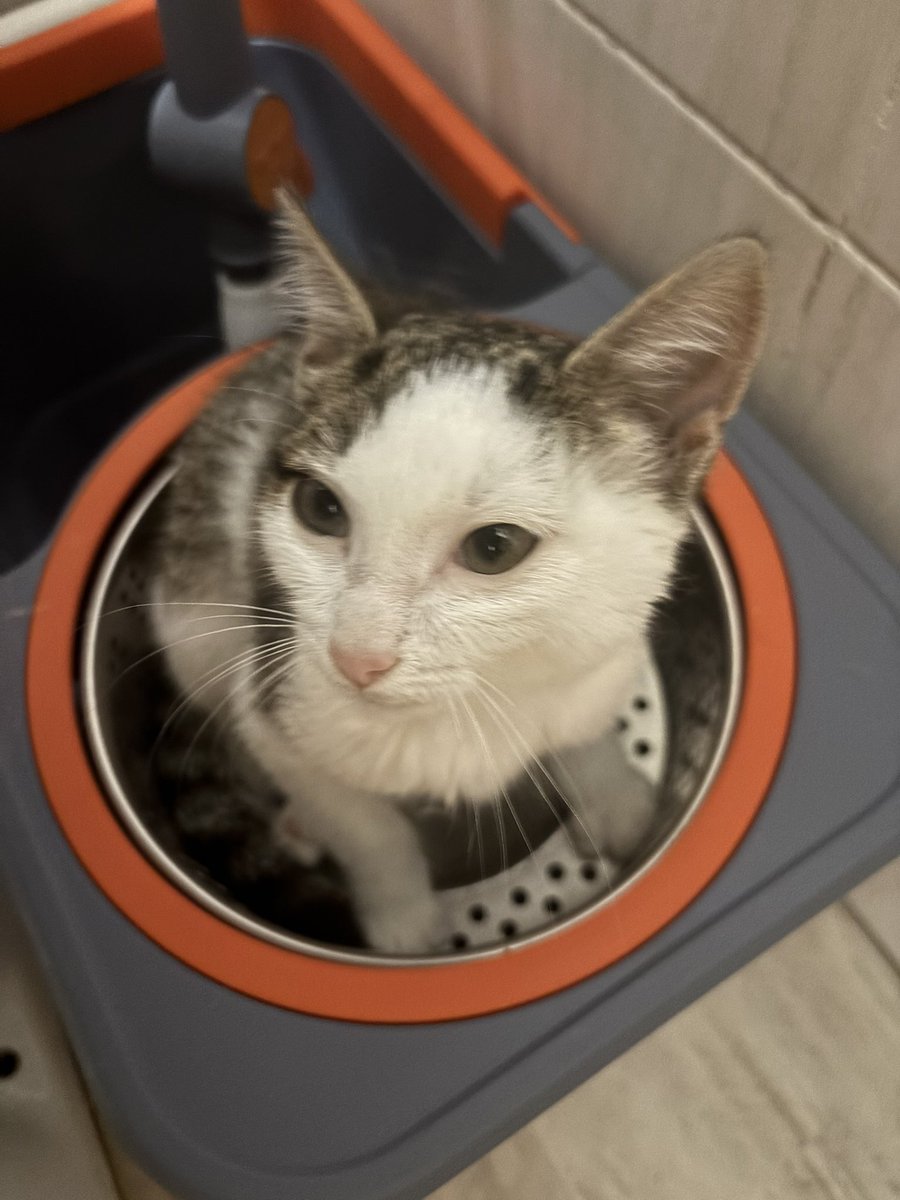 Imsorrymiracle's tweet photo. новый котик на передержке. https://t.co/JmbDvUqd7j