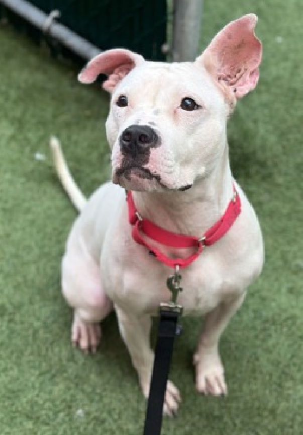 NMBewitched's tweet photo. When you are hit w/ #CupidsArrow 💘

Elma😍😇🥰
Sing it sister🎶 
The song of her people

Elma is a #Medical with severe ear infections & scarring in her ear canals, may need surgery
Please #Pledge4Rescue 
#FosterMe

Yes #Adoptable to someone who appreciates communication, walks, play & believes treats are integral to quality of life 

#AdoptMe 
https://t.co/C3I7SPTJ5L
