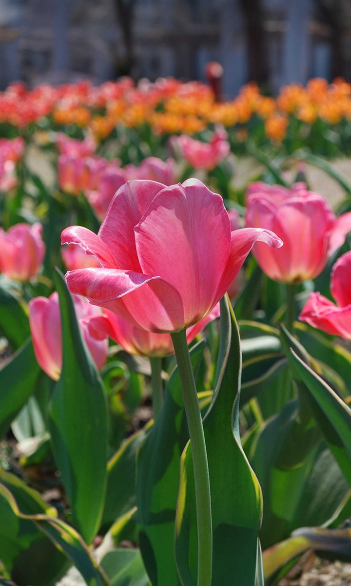 😍 a beautiful sight to behold 😍
#NatureBeauty #NaturePhotography 
#FLOWERS.