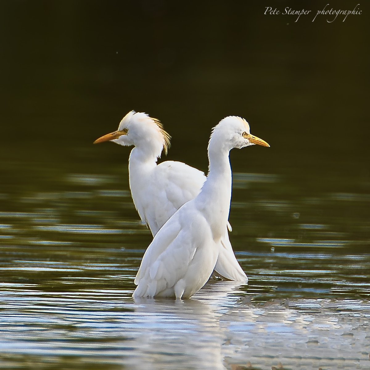 Cattle Egrets ... <a href="/WWTSlimbridge/">WWT Slimbridge</a> <a href="/slimbridge_wild/">Slimbridge Sightings</a> <a href="/rspb/">rspb</a> <a href="/GlosBirds/">Glos Bird News</a> <a href="/HerefsBirds/">HerefordshireBirds</a>