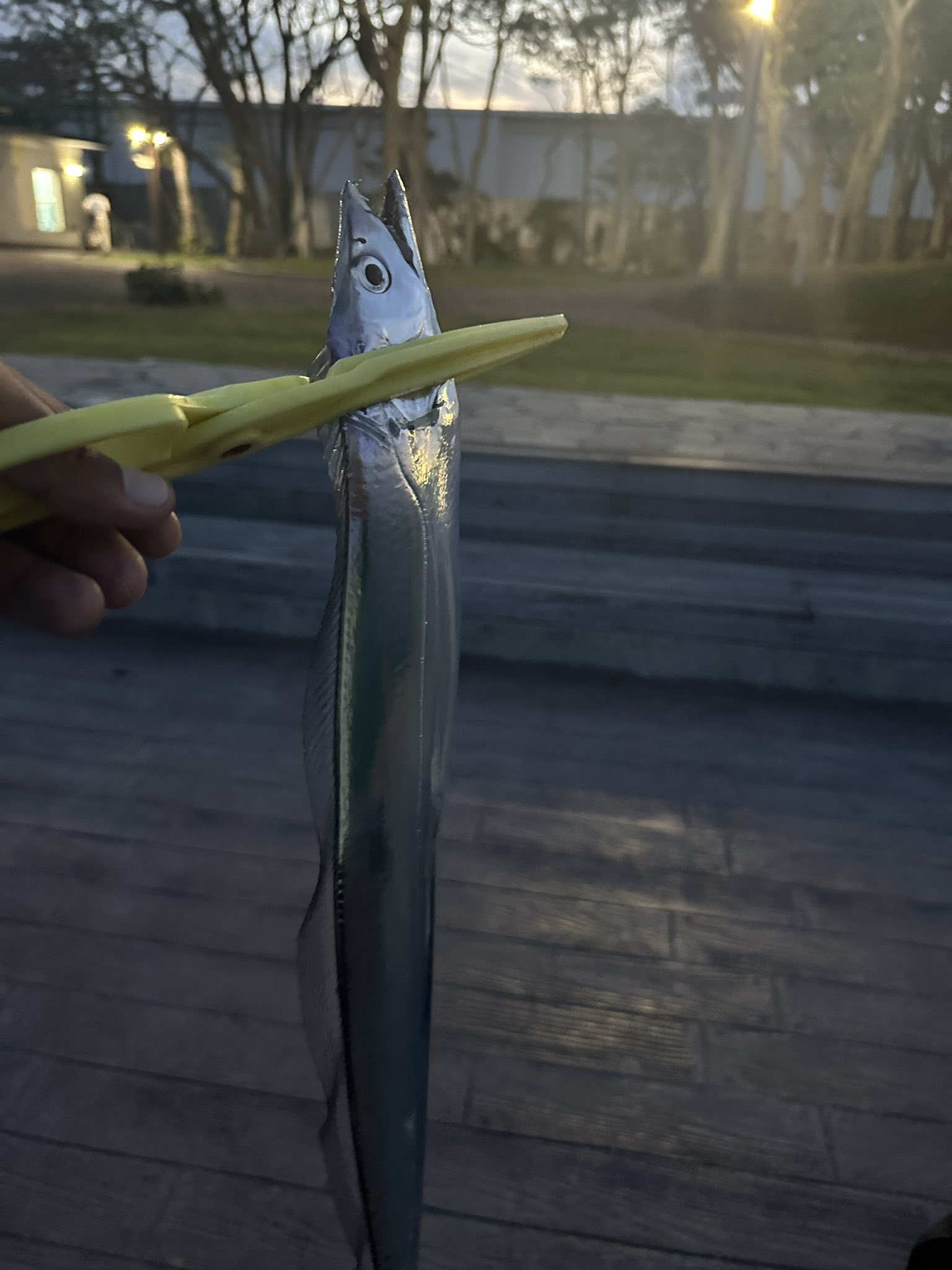 さかな デイトナ D-Light SOL-W LEDウィンカー 97233 ヨドバシ.com