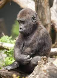 MecrantB's tweet image. Jane Goodall est morte