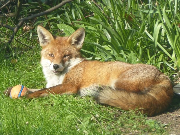 rollingharbour's tweet photo. FOX PLAY
An urban fox that visited our garden https://t.co/XXJ03onQjQ