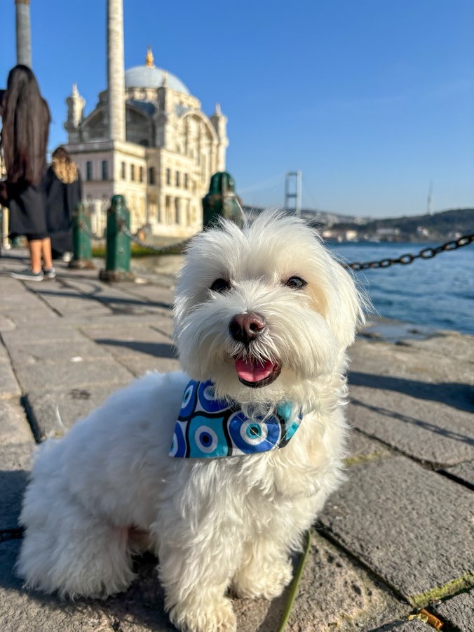 onedio's tweet photo. Dünya turundaki köpek Tofu, Türkiye’ye geldi. https://t.co/qk28CfzKFc