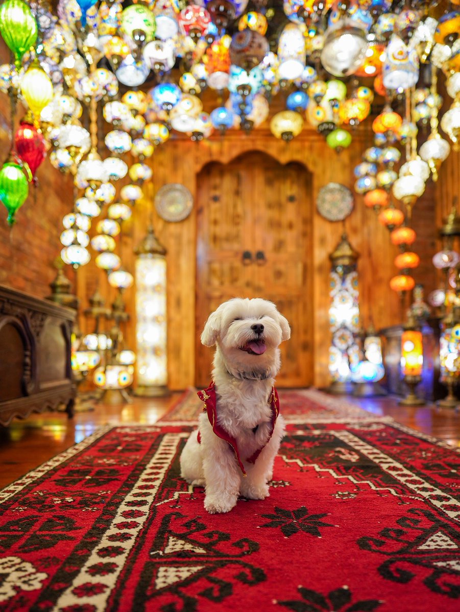 onedio's tweet photo. Dünya turundaki köpek Tofu, Türkiye’ye geldi. https://t.co/qk28CfzKFc