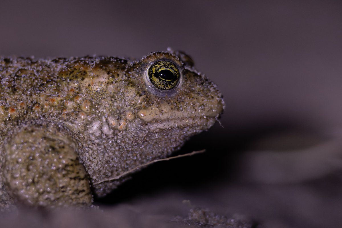 An after dusk walk last night for snipe, jacks and woodcock wasn't very successful as I quickly got distracted by quite a few (10 in total!) natterjack toads out on the path at Red Rocks NR <a href="/CheshireWT/">Cheshire Wildlife Trust</a>