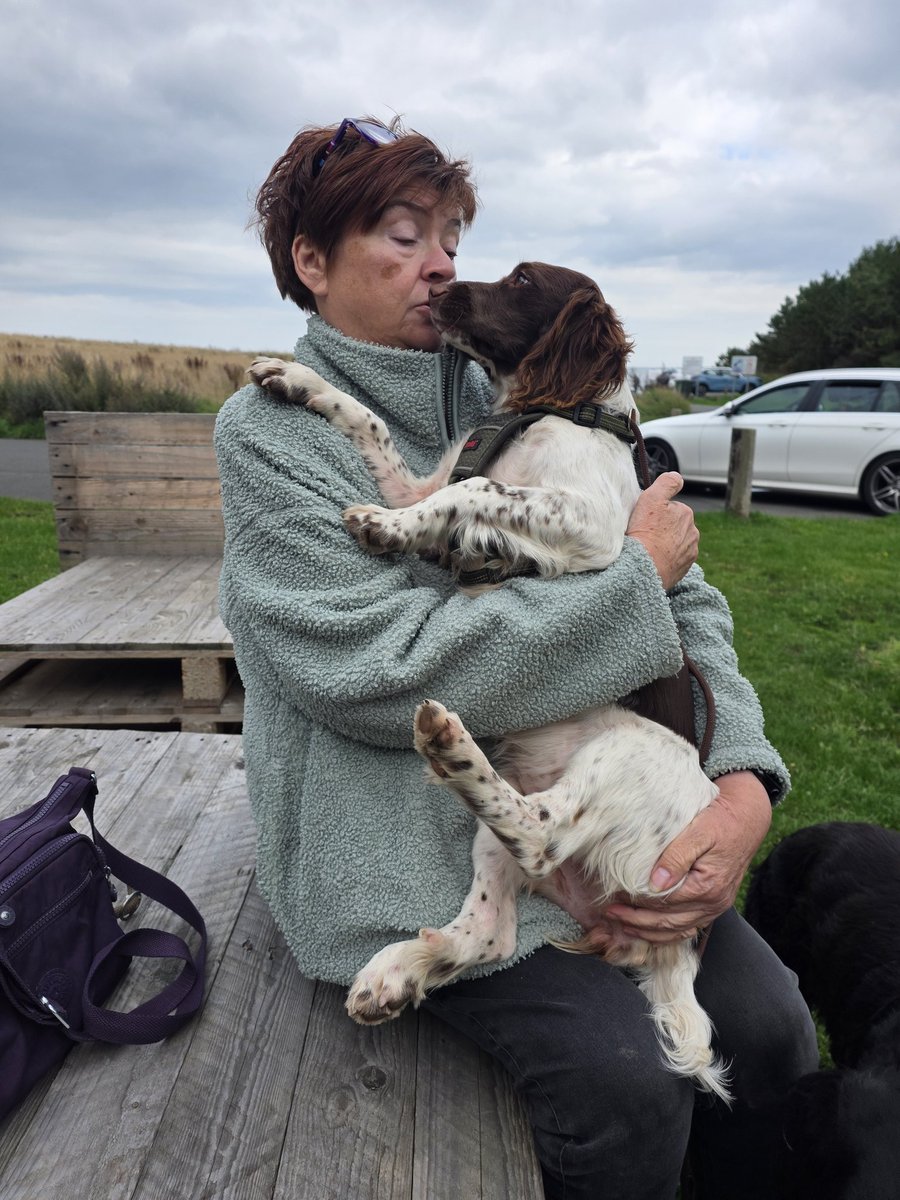 SpringerSaint's tweet photo. And Iona and Islay got lots of fusses from Auntie Super Spaniels @SpanielsSuper https://t.co/HtCtN8joqF