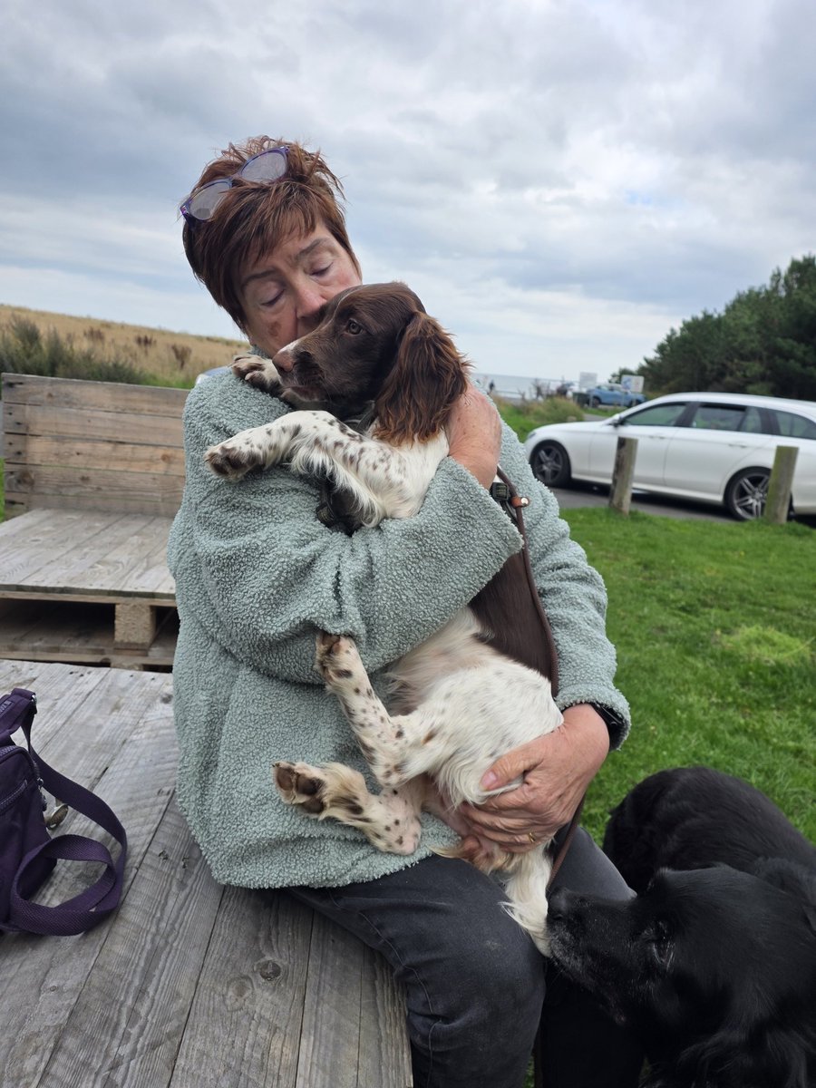SpringerSaint's tweet photo. And Iona and Islay got lots of fusses from Auntie Super Spaniels @SpanielsSuper https://t.co/HtCtN8joqF