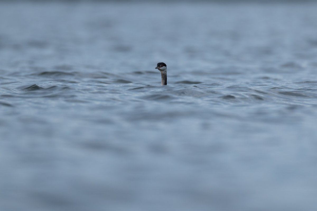 Slavonian grebe at West Kirby Marine Lake continued to show very well this morning, clearly getting more used to people and just carrying on it's own business. <a href="/CAWOSBirding/">Cheshire & Wirral Ornithological Society</a> <a href="/wirralbirdclub/">Wirral Bird Club</a>