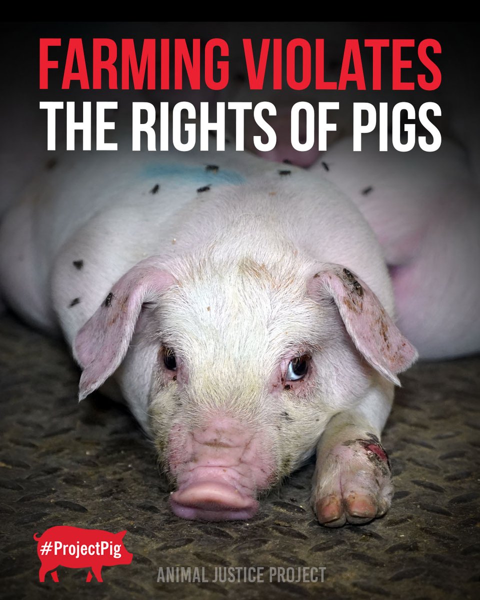 ajpReact's tweet image. Farming violates their rights 🐷

Our Mere Farm investigation shows what pig farming really means for animals. Piglets killed by blunt force. Mothers trapped in metal crates, unable to reach their babies. Suffering treated as routine while corporations sell “high welfare”…