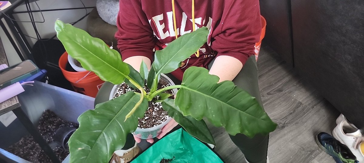 GhostCEOGamer's tweet image. #subtlesigns your plant wants a bigger #pot #plantparents #workfromhome #dad