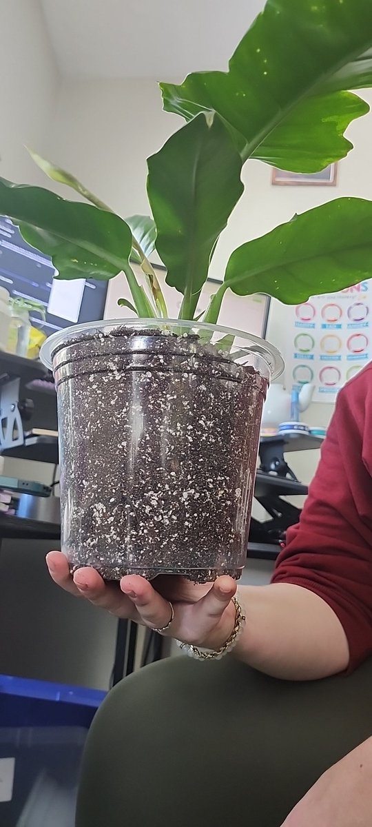 GhostCEOGamer's tweet image. #subtlesigns your plant wants a bigger #pot #plantparents #workfromhome #dad