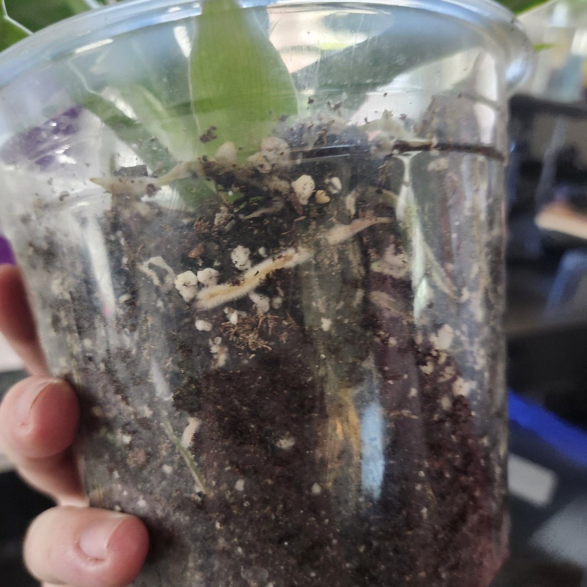 GhostCEOGamer's tweet image. #subtlesigns your plant wants a bigger #pot #plantparents #workfromhome #dad