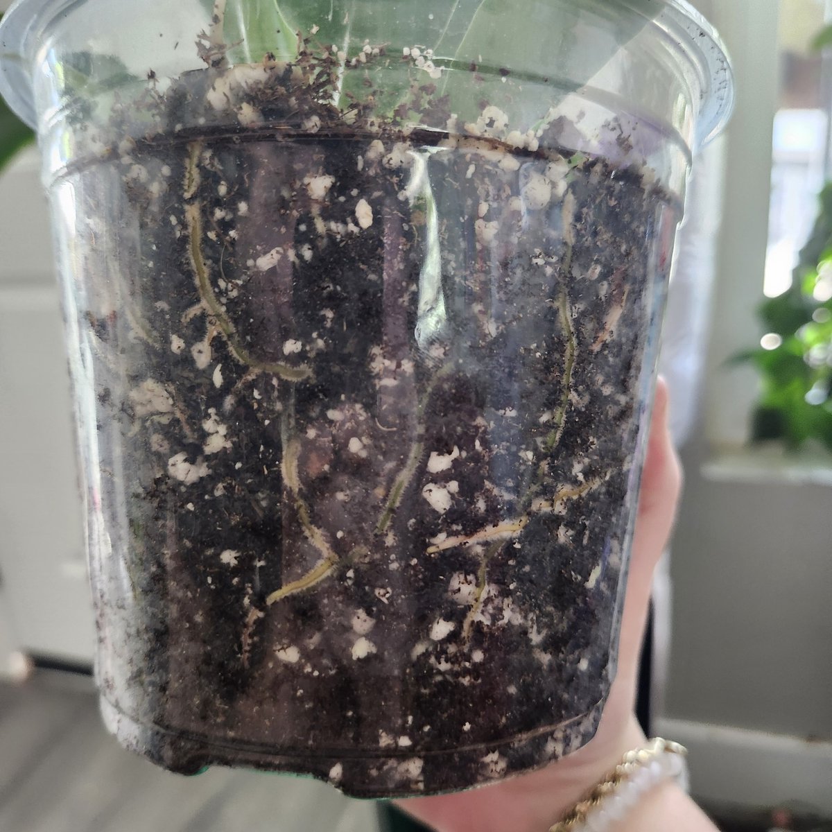 GhostCEOGamer's tweet image. #subtlesigns your plant wants a bigger #pot #plantparents #workfromhome #dad