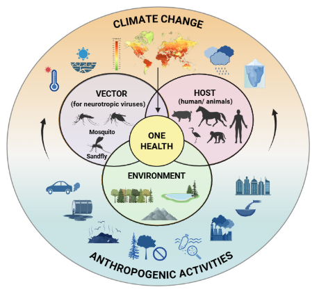 The relationship between climate change, especially the warming of the earth due to anthropogenic activities, and the epidemiology of vector-borne diseases has grown a considerable amount of interest among researchers. Get the latest insights in #mBio: asm.social/2CY