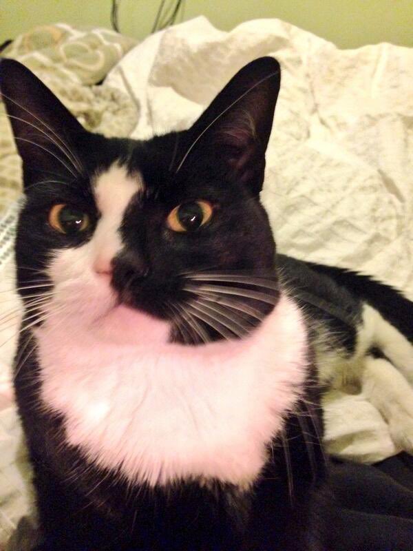 allajewCe's tweet photo. rip my sweet sweet boy https://t.co/5NM7Li6Boe