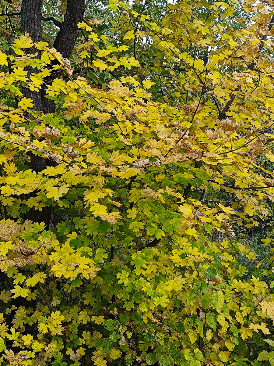 Мари tweet media