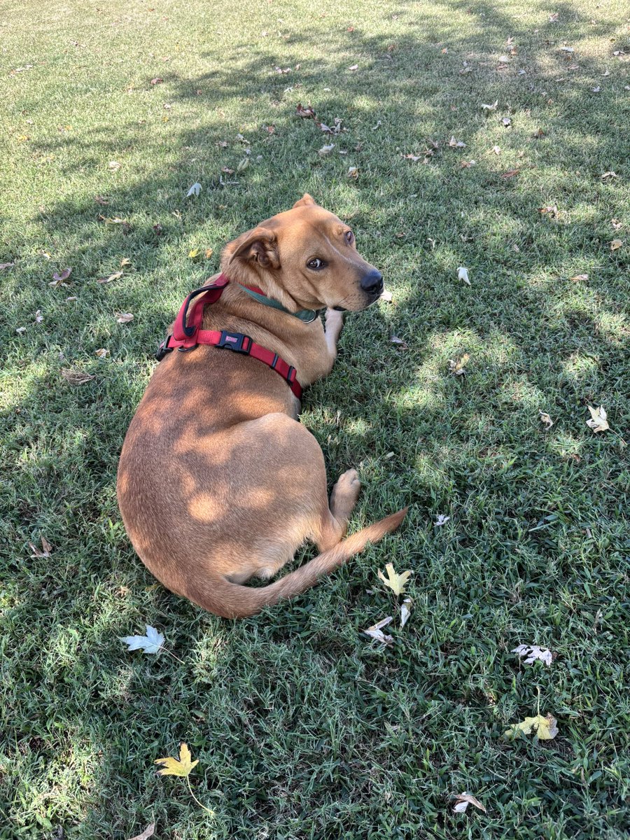 irescue4paws's tweet photo. One of my rescues in a temp foster, living his best life. He needs a permanent home. He’s only there until we get our building finished on our property
He’s the best boy!  0 issues, crate trained, no accidents. Loves the other dogs. 
Plz help if you can

https://t.co/4F3z2kTjwi https://t.co/Uvx9ZpVyMC