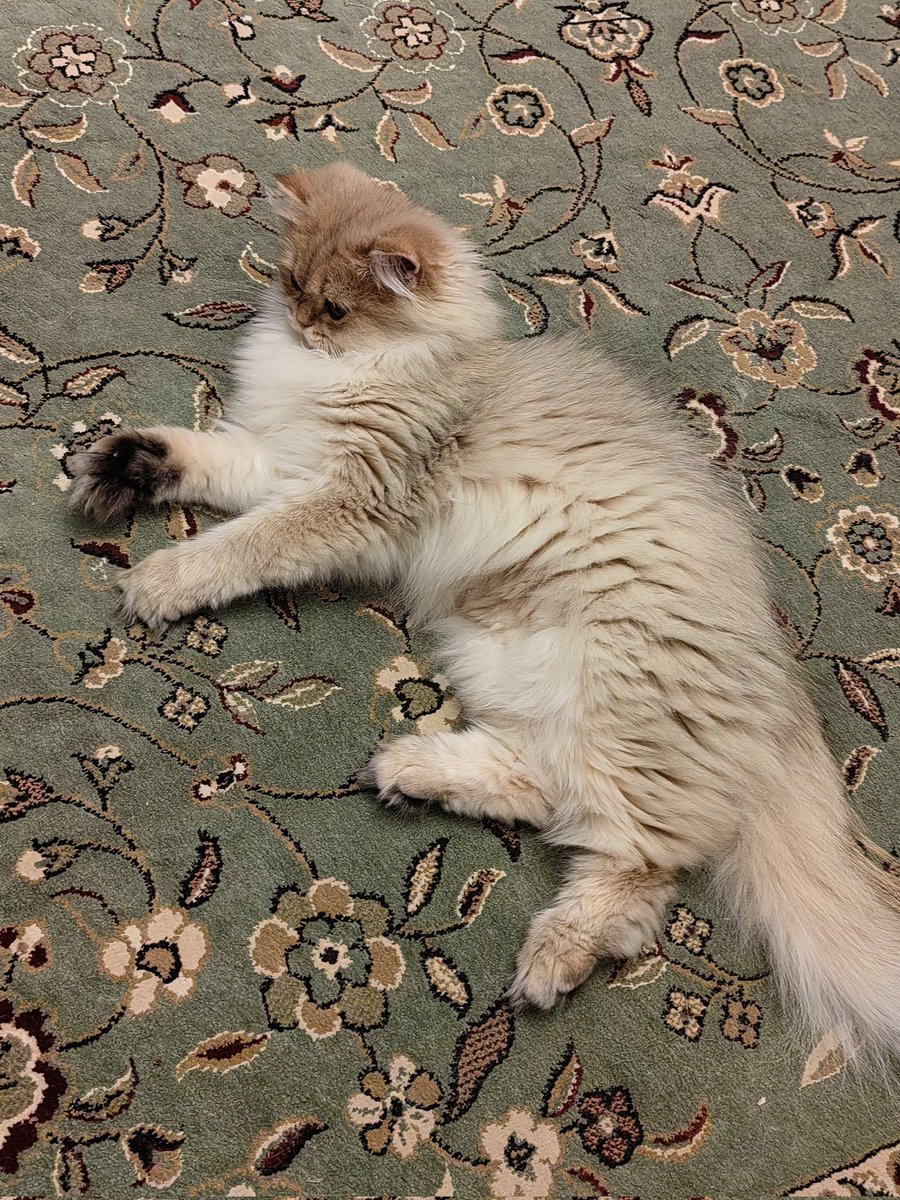 Зачем вам рыси, посмотрите лучше на меховые варежки Эмилии Пухно