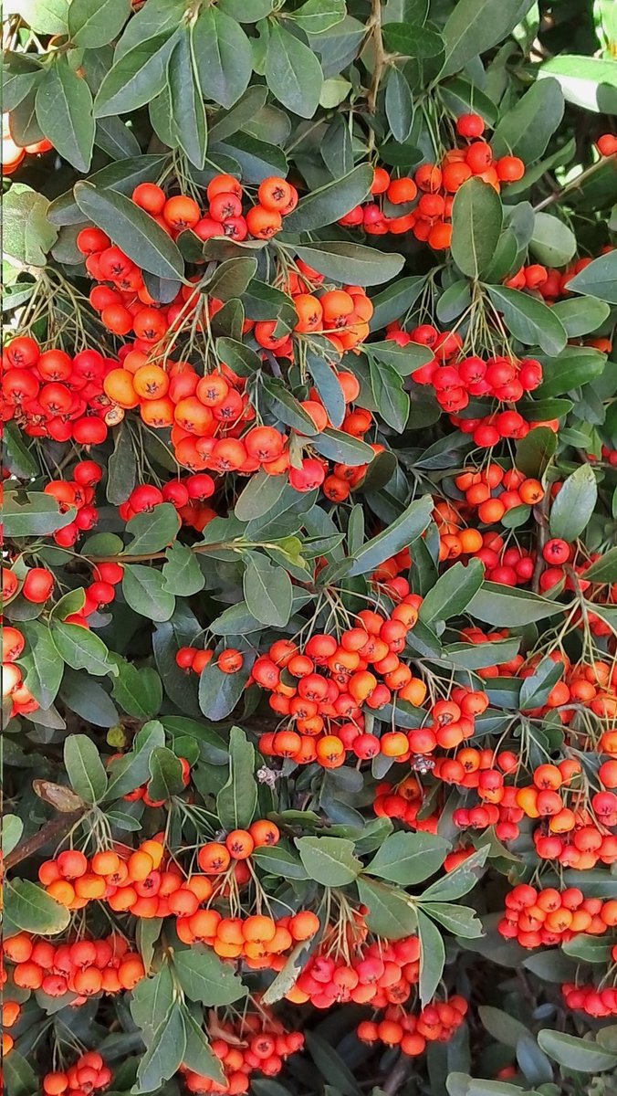 Upminster Windmill this morning. 
There was a very hazy sun. 
Also berries in the hedgerow. 😊
2nd October 25