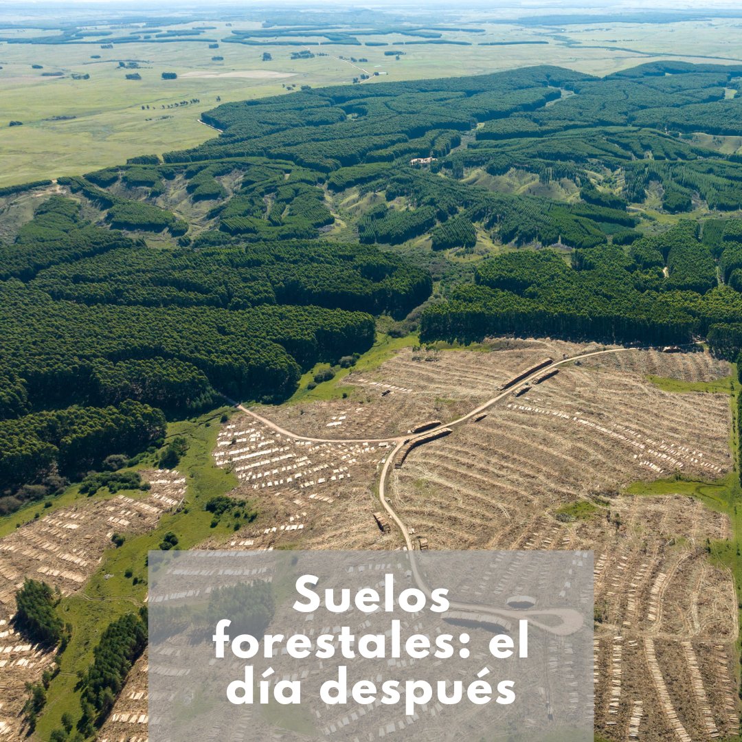 🌱🌲 ¿Qué pasa con los suelos después de la cosecha forestal?

Más de 10 años de investigación en Uruguay muestran que pueden regenerarse y hasta reconvertirse a pasturas productivas.

👉 Leé la nota shorturl.at/mTMuX

#GestiónForestal #Suelos #Uruguay