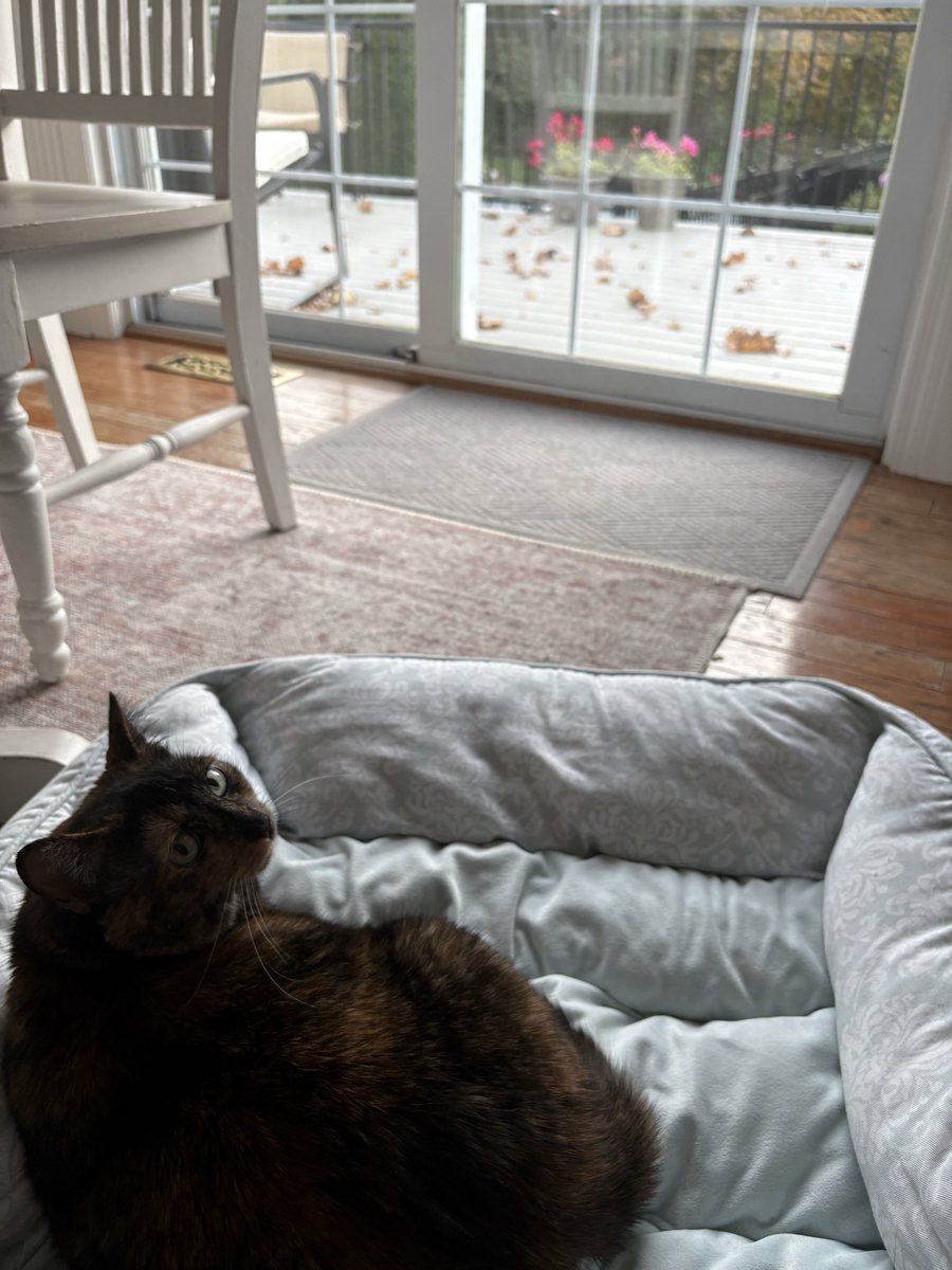 Owen (@odogbrawl) on Twitter photo 