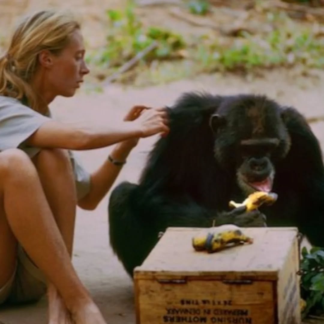 #JaneGoodall foi uma pioneira na redução do sofrimento dos animais selvagens. Ela  interrompeu uma epidemia de poliomielite entre chimpanzés,  fornecendo-lhes uma vacina, e também os ajudou de outras maneiras.