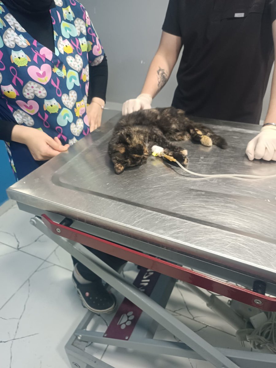 Şu anda veterinerde tedavi görüyor, gençlik hastalığı teşhisi konuldu. Eğer yaşarsa(öyle umuyorum), kalıcı bir yuva bulması gerekiyor. Veteriner masraflarını biz karşılıyoruz. İstanbul içi her yere ulaştırabilirim. Mama ve kum desteği de sağlayabilirim. Yayabilirsek sevinirim.