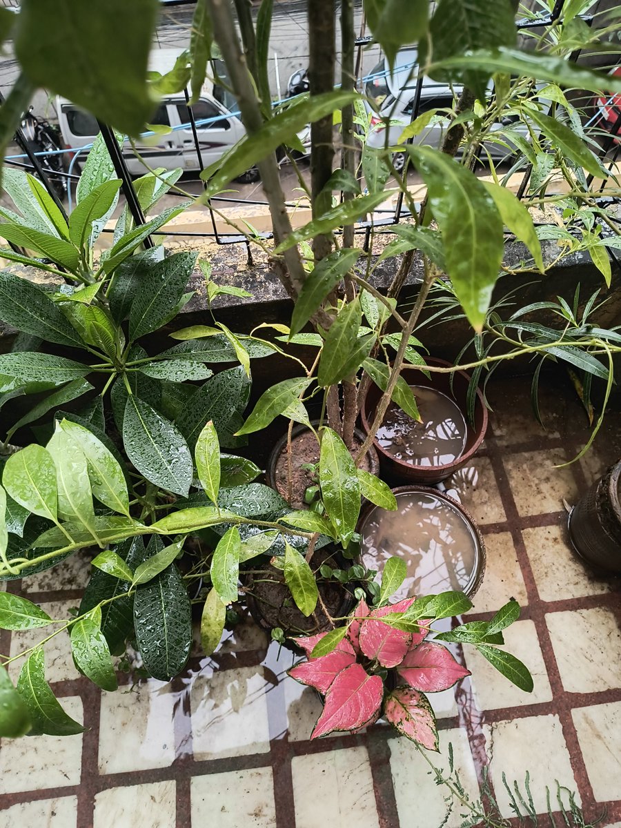 My balcony garden needs to be spoken about. ✨