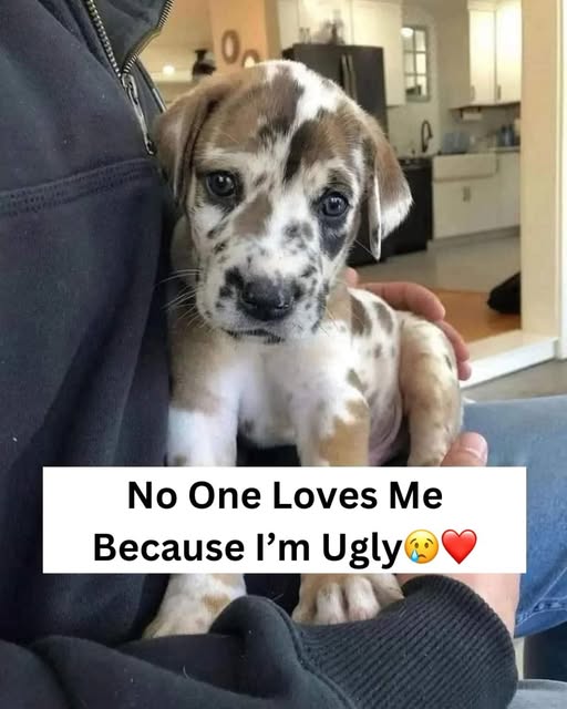 Dog Lovers tweet media