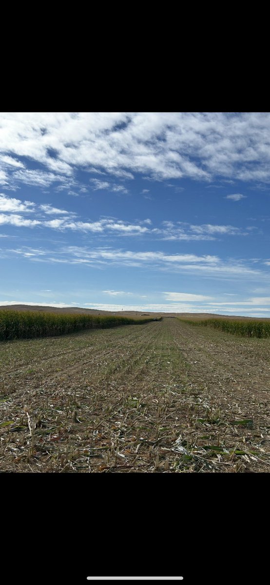 Brandon Angle tweet media