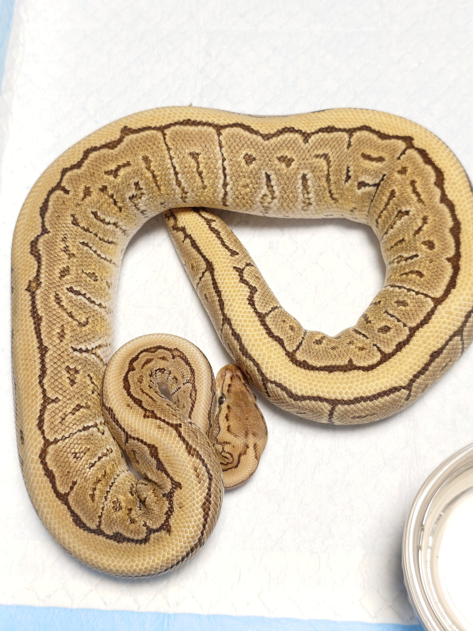 【絶版】Mark Laita SCHLANGEN 爬虫類ヘビ写真集 Tom@たまへびや🐍 (@Tom97635901) / X