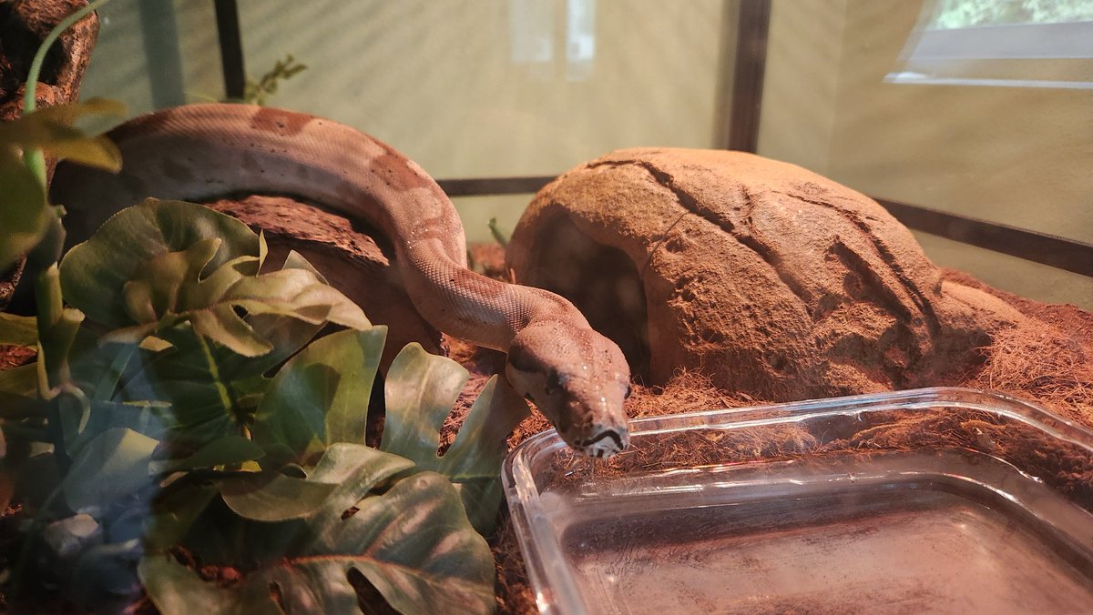 acrazyhippie69's tweet photo. Been a bit since I've shown off my boy Nugget, my wonderful Boa constrictor, he has gotten quite large 

#snek https://t.co/iduOeFQi8H