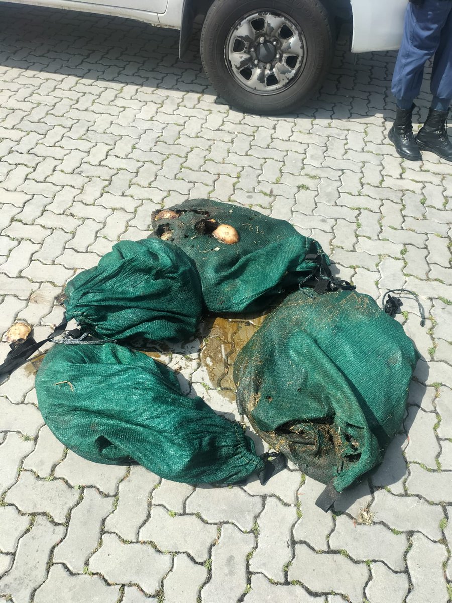 SAPoliceService's tweet image. #sapsEC Gqeberha #SAPS #K9Unit members clamped down on illegal #abalone poachers. 6 Suspects, aged between 34 and 46, were apprehended on 01/10 at Schoenmakerskop, and four waist bags containing 322 Units of abalone valued at R85 500.00 were seized. Police also confiscated diving…