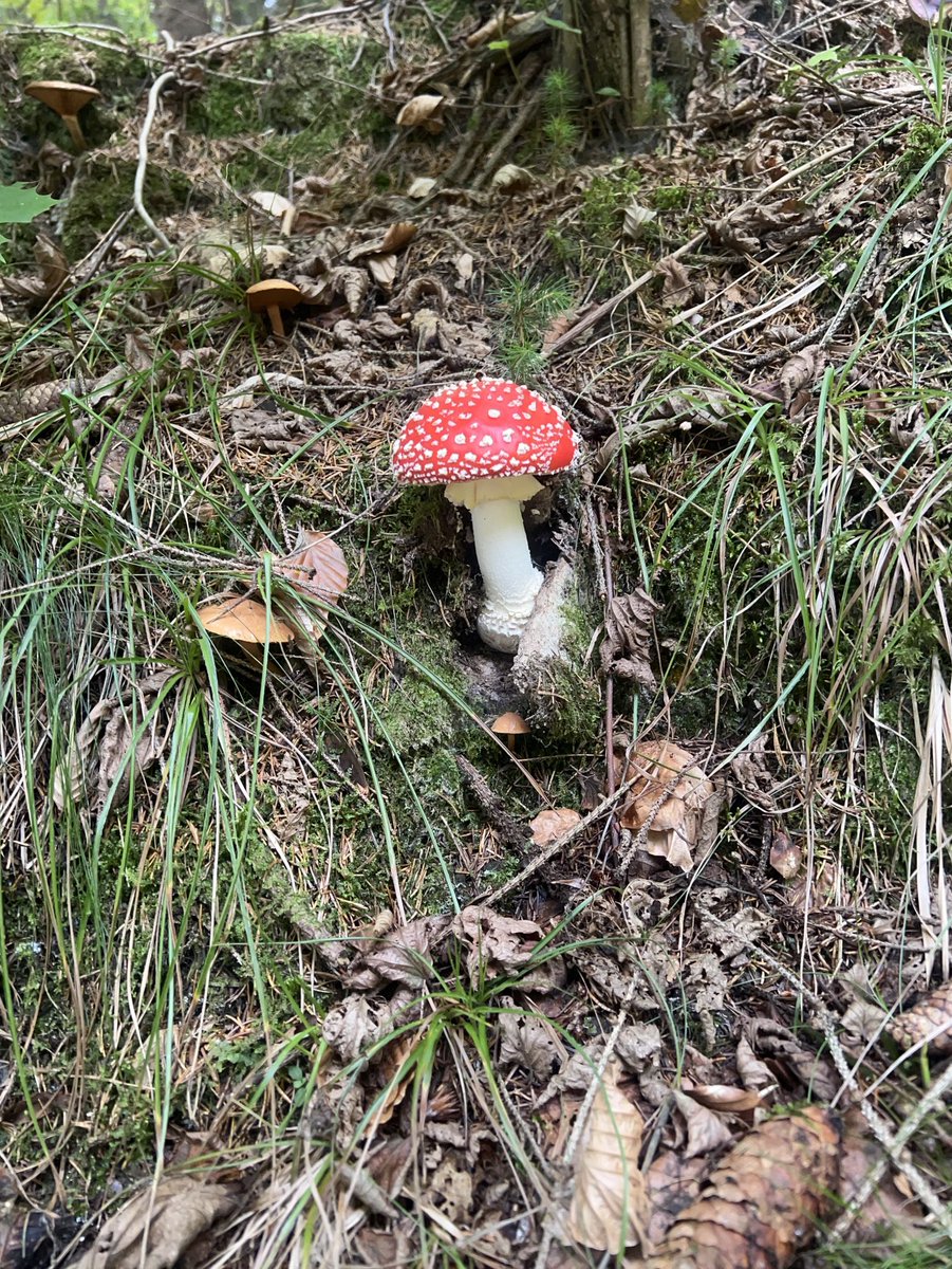 peter sorkovsky tweet media