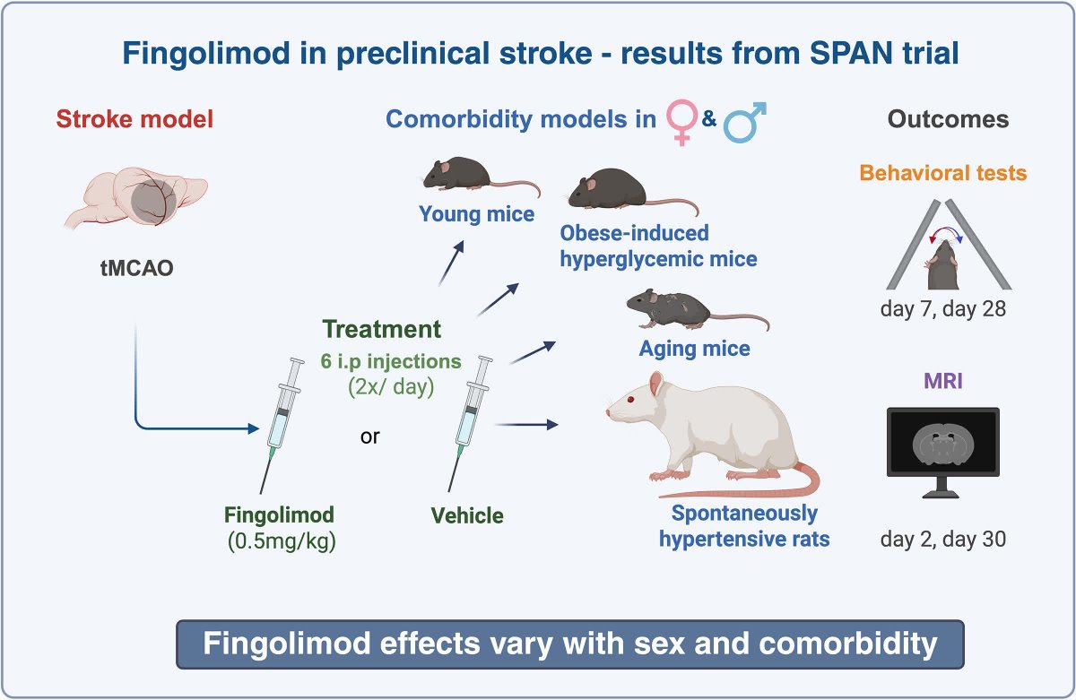 StrokeAHA_ASA's tweet photo. #STROKE: Fingolimod treatment shows mixed effects on post-ischemic stroke outcomes depending on comorbidities in a randomized, multicenter rodent preclinical trial (SPAN). @sheth_kevin @LD_McCullough @LaurenHSansing #AHAJournals https://t.co/yyD6QFtbKZ https://t.co/dH0QGnxmpK