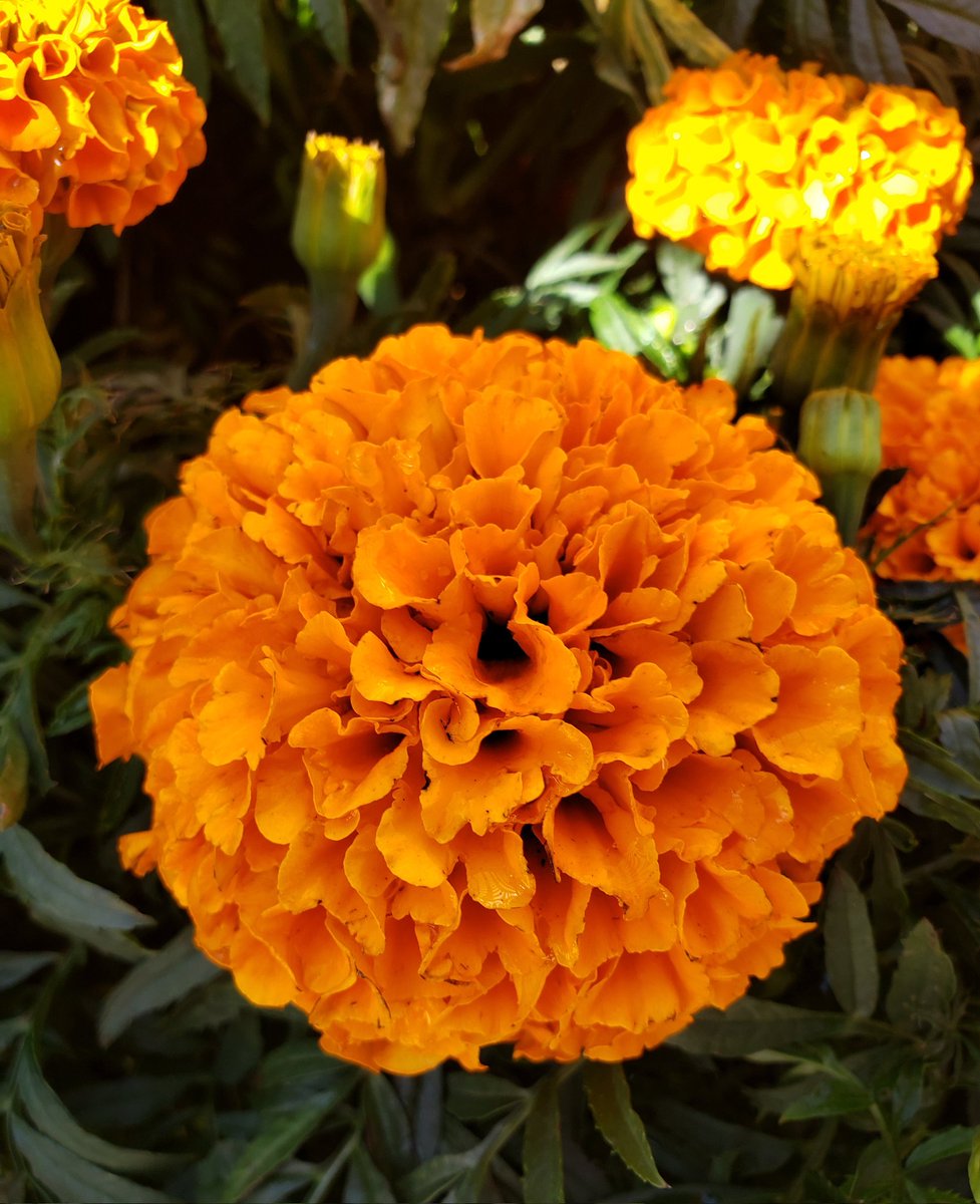 Thursday vibes. Marigolds SoCal