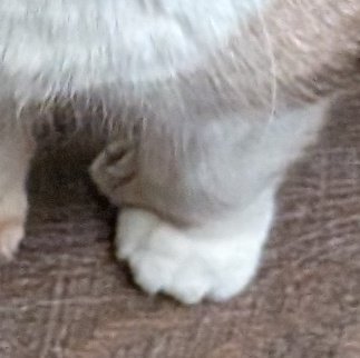 🦶🏼