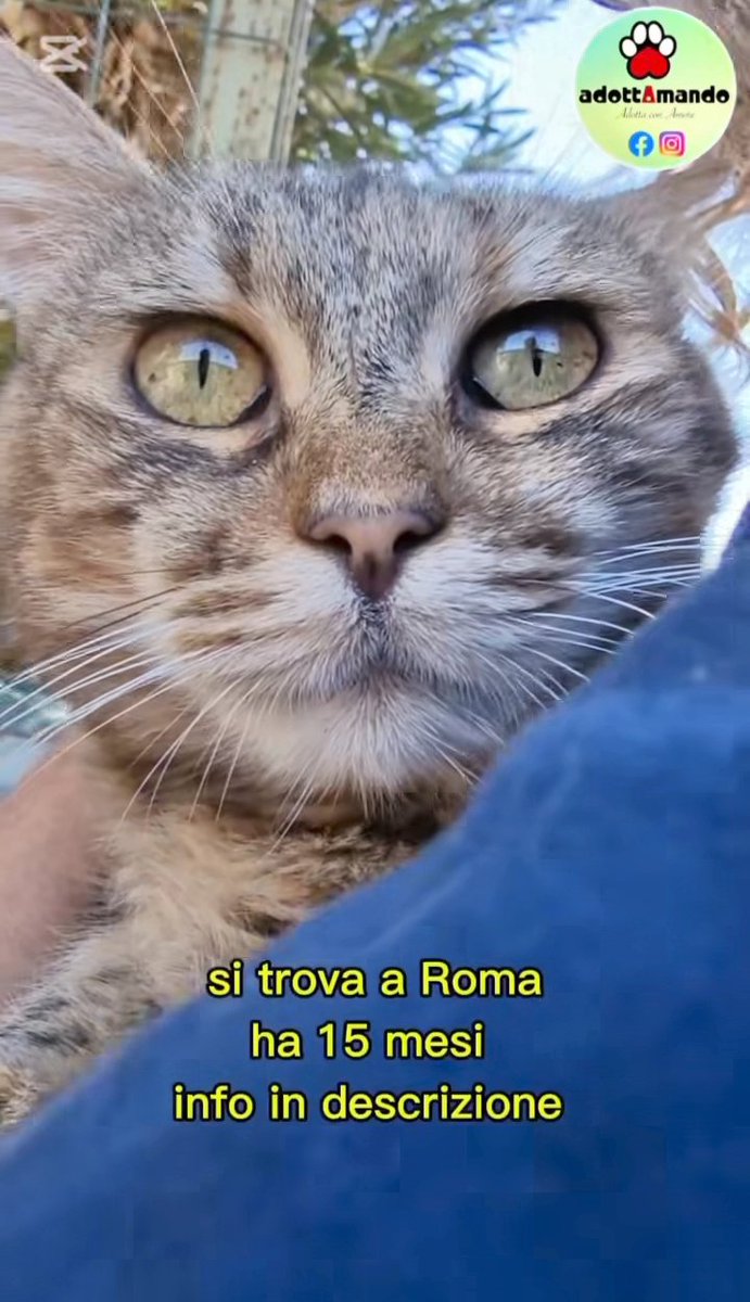 marcob0873's tweet image. 😻💝😻💝😻💝😻💝😻💝😻
QUESTA BELLISSIMA TIGROTTA DI NOME BIRRA CERCA UNA FAMIGLIA A CUI REGALARE TANTISSIMO AFFETTO 
CONDIVIDIAMO TUTTI IL SUO APPELLO PER REALIZZARE IL SUO SOGNO
⭐🐾⭐🐾⭐🐾⭐🐾⭐🐾⭐