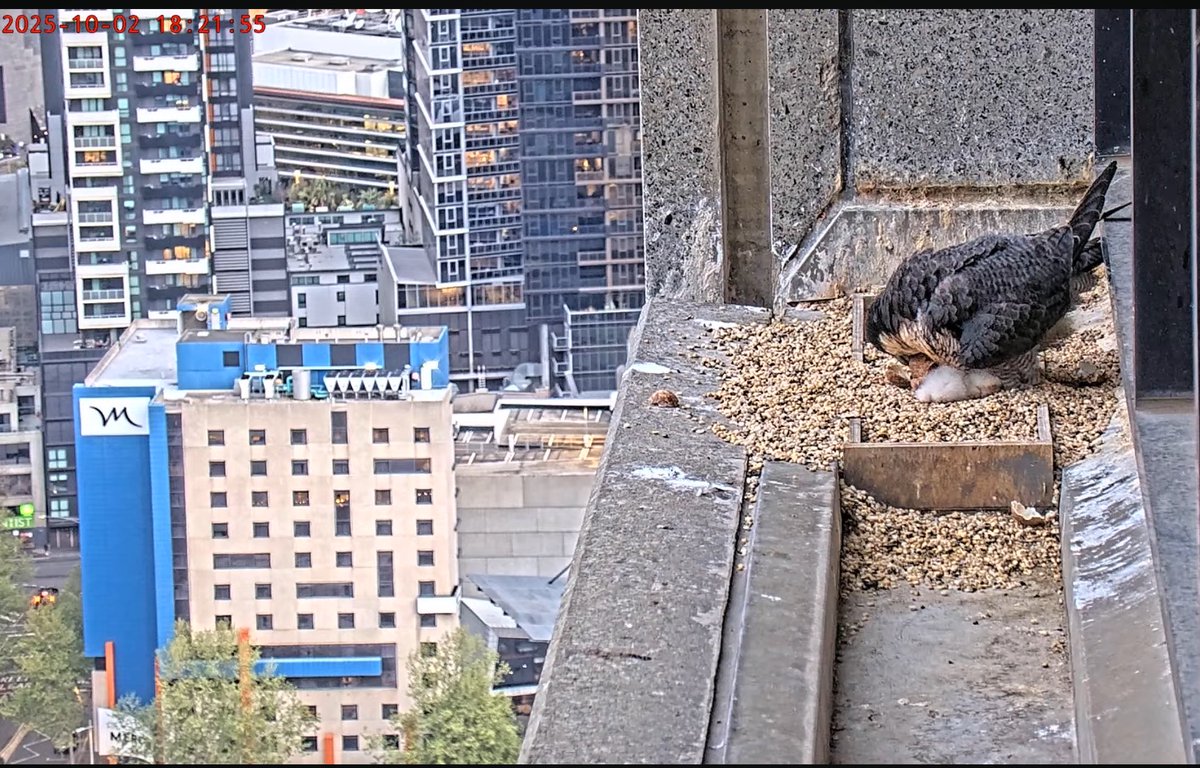 Falconwatch_'s tweet photo. Melbourne, Australia.
2nd October 2025.
The 3rd &amp; final chick has hatched 🥰
📸 367 Collins Falcons/youtube https://t.co/evTGLri3WW