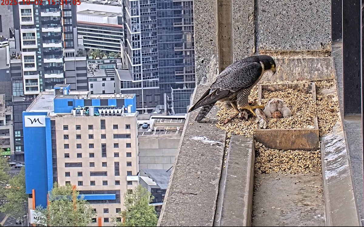 Falconwatch_'s tweet photo. Melbourne, Australia.
2nd October 2025.
The 3rd &amp; final chick has hatched 🥰
📸 367 Collins Falcons/youtube https://t.co/evTGLri3WW