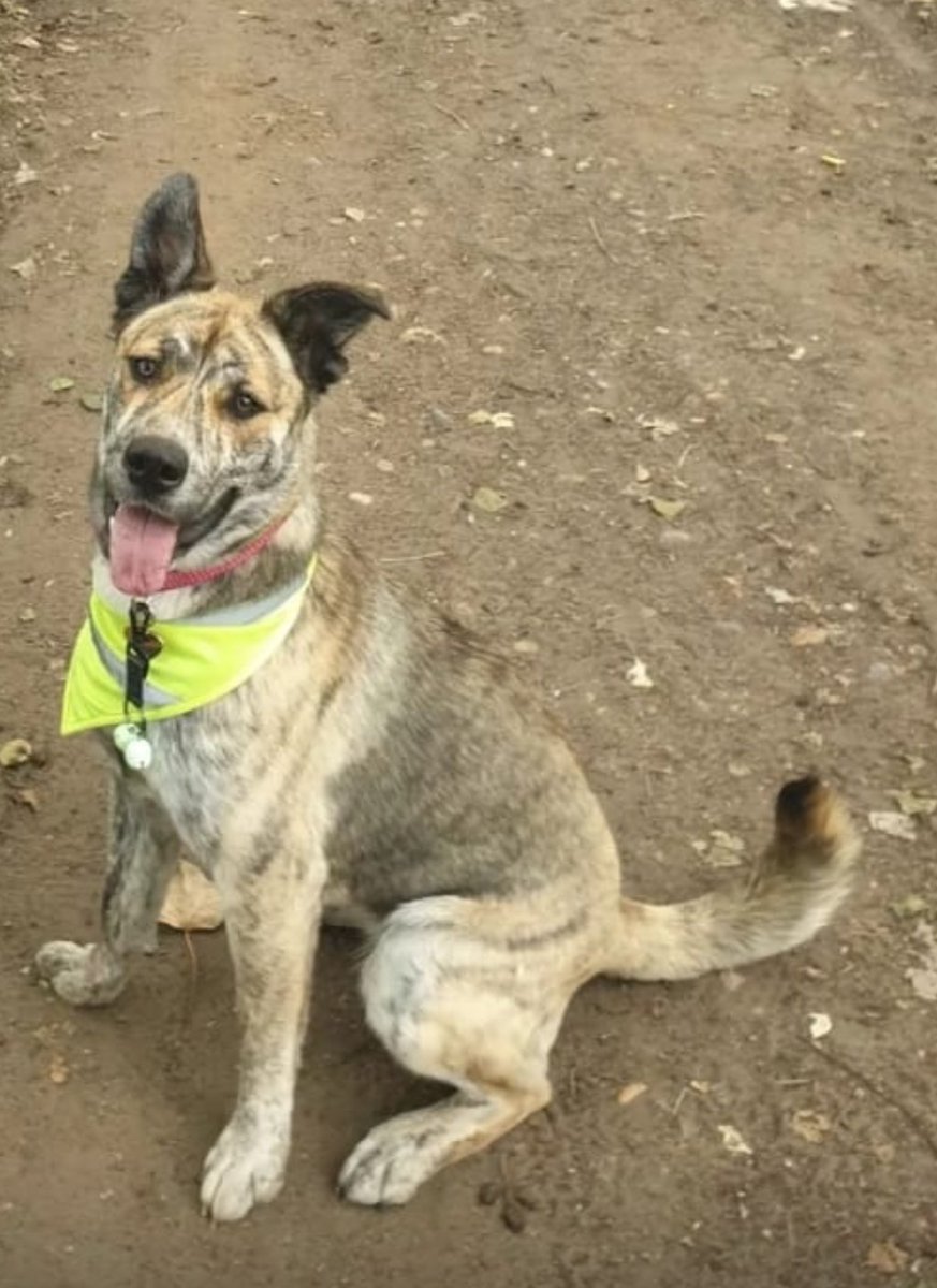 millypod1's tweet photo. NALA/PEPPER FOUND SAFE.
THANKS FOR RT's πππΎ
π1st OCT 2025 #Lost Nala/Pepper #ScanMe
Brindle YOUNG Cross Breed Female #STOLEN?? #BlindleyHeath #RH7
County #Lingfield #Surrey https://t.co/iK3kizAHKs https://t.co/hs09yC56yw