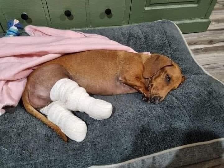 BestinDogs's tweet image. Please don&apos;t swipe past without sending him some love and prayers! 🥺